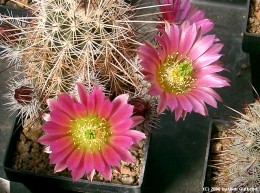Echinocereus Hybride  